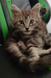 Maine Coon Mädchen