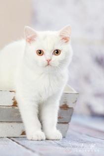 Adoptiveltern gesucht: BKH Babys in white, blue white, tabby suchen...