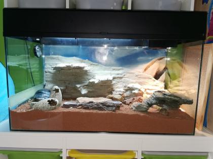 2 Leopardgeckos (weiblich) inklusive Terrarium