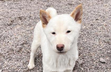 Yui - Shiba Inu-Mischling - lieb, verspielt