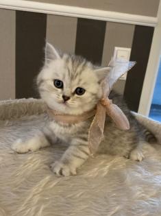 BKH (Britisch Kurz Haar) Kitten
