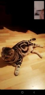 Scottish Fold Mix Babys