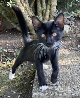 Kitten, Kätzchen, Junge, Waldkatze