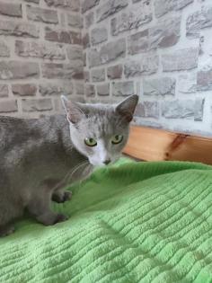 Russisch blau Kitten reinrassig 20.11.2024