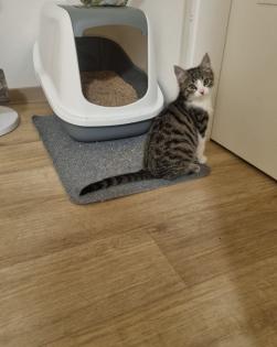 Süßes Kitten sucht ein liebevolles Zuhause!
