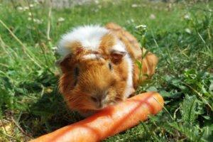 MÄXCHEN - männlich  5 Jahre  Meerschweinchen  Kastriert