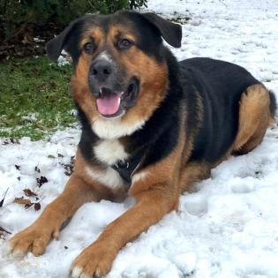 JENN BALU - männlich 4 Jahre 72 cm 57 kg Schäfer-Berner-Sennen-Mix Gechipt Kastr