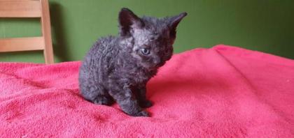 Selkirk Rex - superflauschig bis lockig -sucht Dich! Romi