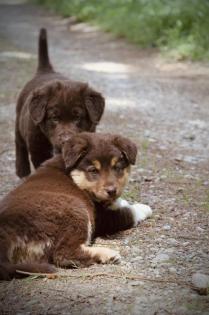 BORADOR Welpen | Border Collie und Labrador Retriever Mix