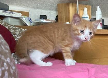 Rote Kater & Glückskatze - stubenreine, menschenbezogene Katzenbabys