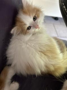 Main Coon - Perser Babys