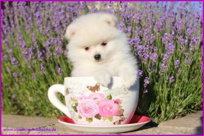 Teacup Pomeranianwelpen weiß