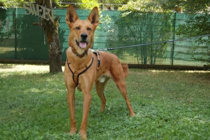 RED TEDDY - Mix - 7 Jahre - Tierhilfe-Franken e.V.