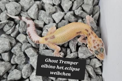 Tolle Leopardgecko Jungtiere aus 2024