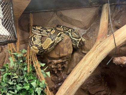 Boa Constrictor zu verkaufen