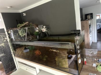Gelbwangenschildkröte „ARNOLD “
