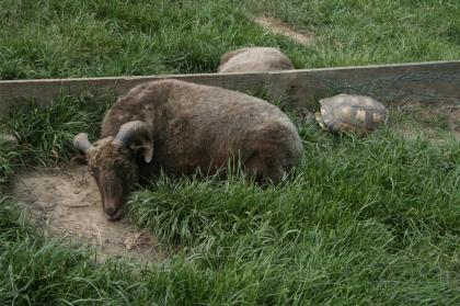 Griechische Landschildkröten, Thb. un Thh. (kleinbleibende Unterart aus dem west
