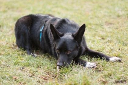 MOBBY - lieber und intelligenter Mischling - 2 Jahre - Tierhilfe-Franken e.V.