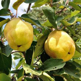 Bio Quitten Hannover West