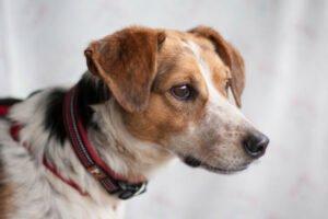 MONDO  Schutzgebühr: € 300,--  männlich  8 Jahre  47 cm  15 kg  Mix  Gechipt  Ka