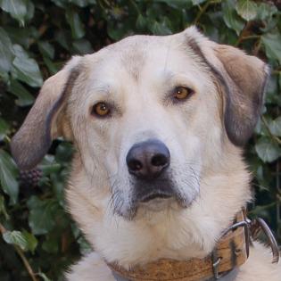 Zimtschnecke - weiblich  4 Jahre  78 cm  47 kg  Kangal-Mix Gechipt Kastriert