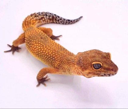Leopardgecko Manderine Tangerine Weibchen von 2024