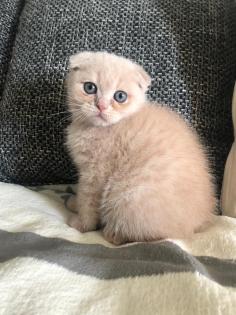 BKH-Kitten