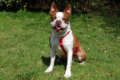 BO DEXTER - Boston Terrier - 5 Jahre - Tierhilfe-Franken e.V.