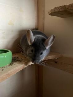 Verkaufe 2 Chinchilla männchen