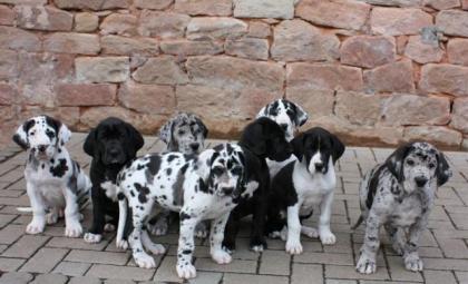 SuperSüsse Reinrassige Deutsche Doggen Welpen sofort abzugeben mit Papieren