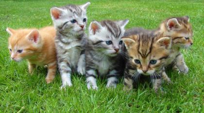 Nebenjob als Katzensitter zu vergeben! Katzenbetreuung - Katzensitting - Tierbet