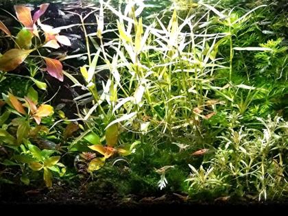 Aquarien - Bambus, RARITÄT, Aquarienpflanzen, Versand