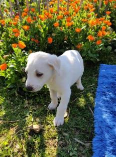Erni sucht ein passendes Zuhause