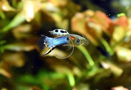 Japan Blue, Endler, Guppy, RARITÄT, reinerbig (Versand/ Abholung)