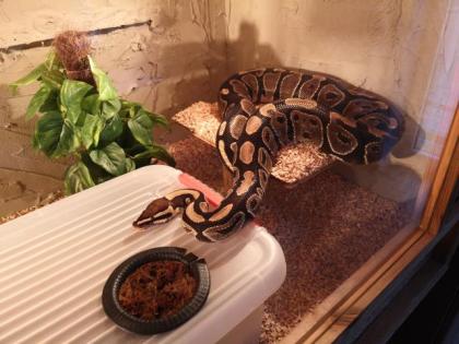 Königspython - Weibchen - DNZ - ca. 130cm - 2,3kg - (inkl. Terrarium)