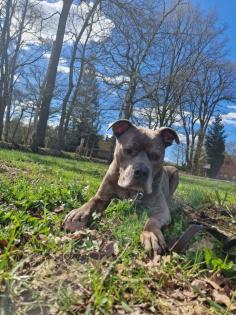 Amstaff American Stafford Terrier Puschel sucht dringend ein neues Zuhause!