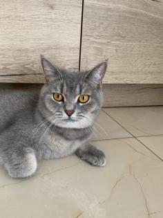 BKH  Katze kastriert 