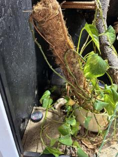 Albino Kornnatter mit Terrarium