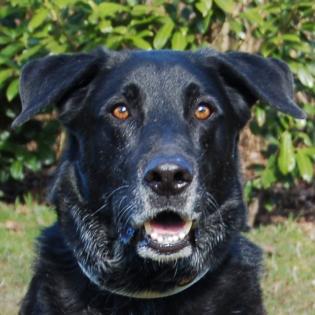 BALDUR - männlich  8 Jahre  63 cm  39.5 kg  Labrador-Schäfer-Mix  Gechipt  Kastr