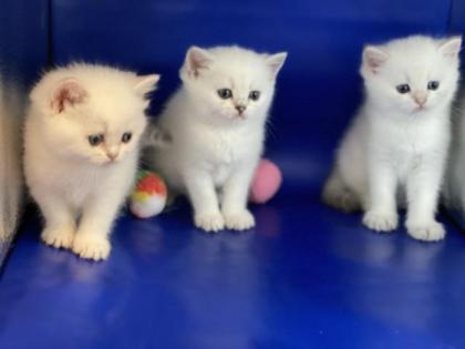 BKH Kitten mit Stammbaum 