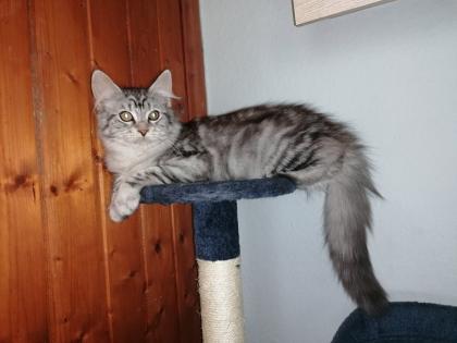 Gebe 3 Maine Coon mix Kitten ab
