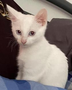 Katzenmädchen Schneeweiß mit Kristall blauen Augen