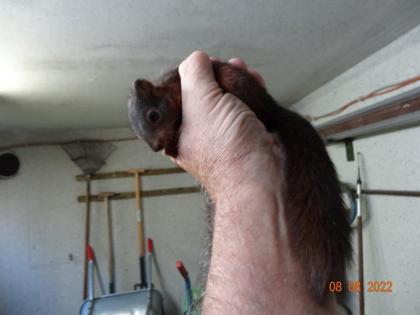 Verkaufe Eichhörnchen