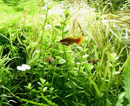 Großes Fettblatt, Aquariumpflanze, Versand/ Abholung
