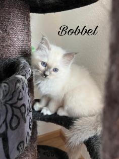 Heilige Birma Kitten / unsere zuckersüßen Wölkchen :)