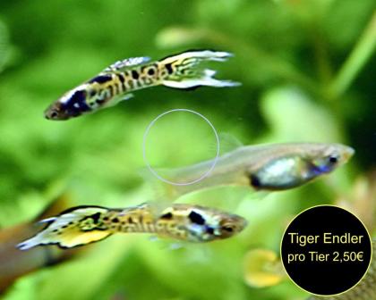 Endler, Guppy, reinerbig, ab 2€ (Versand/ Abholung)