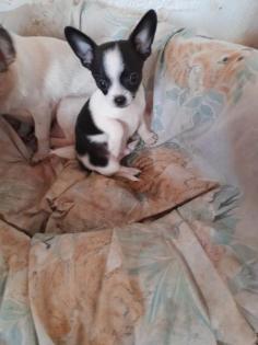 Mini chihuahua baby