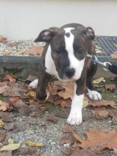 Ich verkaufe einen 3 Monate alten American Staffordshire Terrier-Welpen