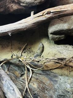 Stachelschwanzwaran (Varanus acanthurus) männlich, ca. 5 Jahre alt