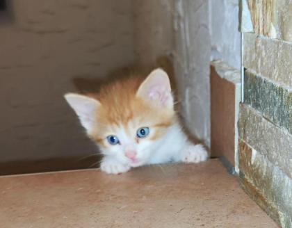 Wunderschöne EKH Kitten